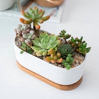 Pot de fleurs mural en céramique et bambou pour plantes succulentes et cactus, forme ovale, blanc, 6,7 pouces, finition émaillée, design moderne, jardin