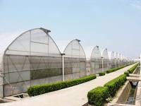 Serre agricole multi-chapelles à double couche, grande taille, à faible coût, en stock, pour projets clés en main d'hydroponie de tomates, en acier et film.