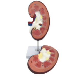 Ada โมเดลกายวิภาคของไต PVC ทางการแพทย์แบบจำลองต่อมหมวกไตสำหรับการสาธิตโรคและเครื่องมือการฝึกอบรม - Product Image 2