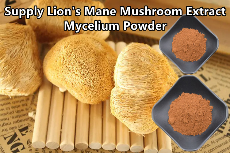 پودر عصاره میسلیوم قارچ شیر یال ارگانیک برای چای / ماچا / قهوه 0