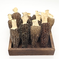 Vente directe en usine, vente en gros de champignons de Morilles noires, culture de champignons de morille de Mycelium