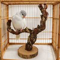 Perchoir à griffes en écorce de vigne naturelle pour perroquets, support durable pour le nettoyage des griffes, avec base, pour calopsites, perruches, décoration de cage