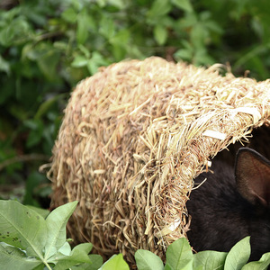 Chinchilla Lapin <span class=keywords><strong>Hamster</strong></span> Golden Ours Paysage Abri Différents Animaux Tissage Hay Channel Bambou Bois Artisanat Cage - Product Image 3