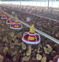 Nouveau Système d'élevage au sol entièrement automatique pour poulets de chair avec alimentation par paniers suspendus et ligne d'abreuvement par pipettes, équipement complet pour ferme avicole
