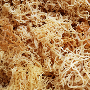 SEAMOSS/IRISHMOSS 92 MINERALES QUE NUESTRO CUERPO NECESITA - George +84 33 727 9933 - Product Image 1