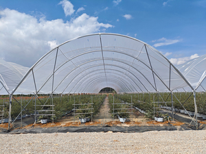 Lớn Duy Nhất Khoảng Đường Hầm Nhà Kính Vòm Vòng Mô Hình Thép Và Kính Bìa Cho Nông Nghiệp Cho Trồng Rau - Product Image 4