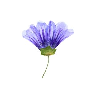 <span class=keywords><strong>Malva</strong></span> Sinensis flor prensada para marco funda de teléfono vela arte de resina - Product Image 1