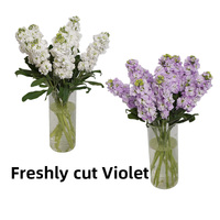 Bunga Violet Segar Yunnan Kunming 50cm Ketebalan Sedang untuk Pesta