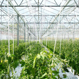 Skyplant Multi-Span Large Size <b>Agricultural</b> Glass <b>Greenhouse</b> 5mm Tempered Glass Galvanized Frame for Commercial Crop Cultivation - Product Image 5