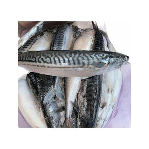 Especificaciones para Pescado Congelado: Caballa 300-500g - Product Image 1