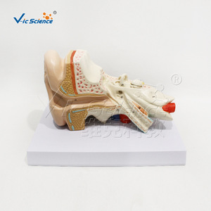 Modèle d'anatomie de l'oreille à grossissement 2x, modèle d'oreille médical pédagogique détachable en 4 parties - Product Image 5