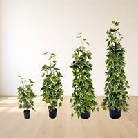 Plante artificielle de 90 cm en fausse vigne de patate douce, feuilles vertes crème variegées, en soie, en pot noir suspendu, écologique, pour café et bureau