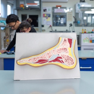 Modèle anatomique transversal de l'articulation du <span class=keywords><strong>pied</strong></span> - Modèle anatomique du torse - Product Image 3