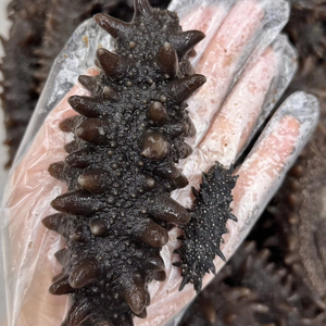 Cetriolo di Mare di Alta Qualità Pronto da Mangiare, Confezione Regalo per Anno Nuovo per Anziani e Amici - Product Image 1