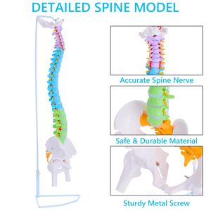 의료용 실물 크기 인간 척추 모형 컬러 유연 과학 해부학 척추 및 골반 플라스틱 뼈 모형 - Product Image 2