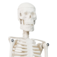 Modèle d'enseignement médical XX-A106 45 cm PVC Mini modèle anatomique d'os pour la formation scolaire à l'hôpital