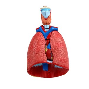 Modelo Anatómico de Garganta, Corazón y Pulmón Humano de Qinghua, Sistema Respiratorio, Corazón y Pulmón Internos, Anatómico Desmontable Biomédico - Product Image 4