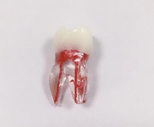 Tự Nhiên Giải Phẫu Gốc Hình Thức Mô Hình Răng Với Bột Giấy Khoang Vật Liệu Nhự<span class=keywords><strong>a</strong></span> Cho Endodontic Đào Tạo Chăm Sóc Răng Miệng - Product Image 6