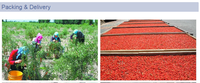 Natuurlijke producten Gedroogd fruit Rode Wolfbes Gojibes Gojiberry Prijs