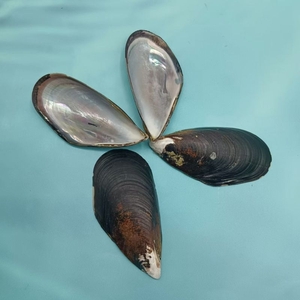 Almejas al por Mayor, Almejas Azules, Conchas Marinas, Almejas de Media Concha, Almejas de Primera Calidad para la Venta - Product Image 6