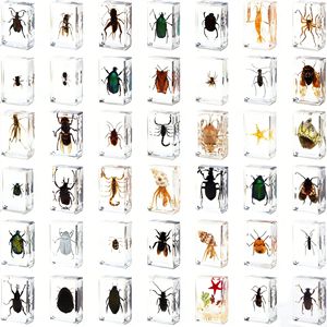 Artigianato Jingling: Esemplari di Insetti Veri (Stag Beetles, Scorpioni, Golden Tortoise Beetles, Ragni) in Stile Cinese, Acrilico Semi-lavorato a Mano - Product Image 1