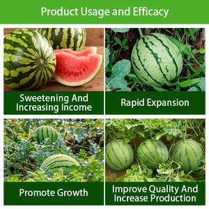 <span class=keywords><strong>Fertilizante</strong></span> Especializado para Mejorar la Dulzura de las Sandías, <span class=keywords><strong>Fertilizante</strong></span> Orgánico para Sandías - Product Image 2