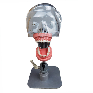 Simulador dental de mesa Phantom Head Dental Foshan - Product Image 2