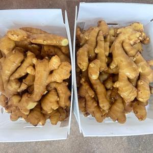 متوفر في المخزون من الصين للبيع بأسعار جيدة شراء بالخضار - Product Image 3