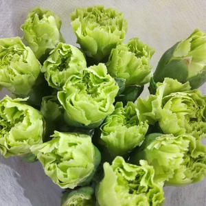 Carnation Kunming Fleurs faites à la main 20 bâtons/cravate Oeillets simples frais coupés pour la fête des mères Saint Valentin Graduation - Product Image 3