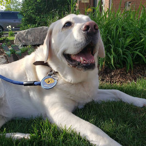 Etiqueta de Identificación Personalizada con Bordado Redondo para Collar de Perro, Etiqueta con Nombre Bordado con Cara de Perro - Product Image 2