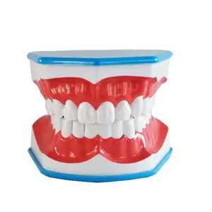 2倍の大きな歯科歯モデル歯科教育研究ブラッシング歯モデルツール子供のための舌付き義歯モデル口腔ケア