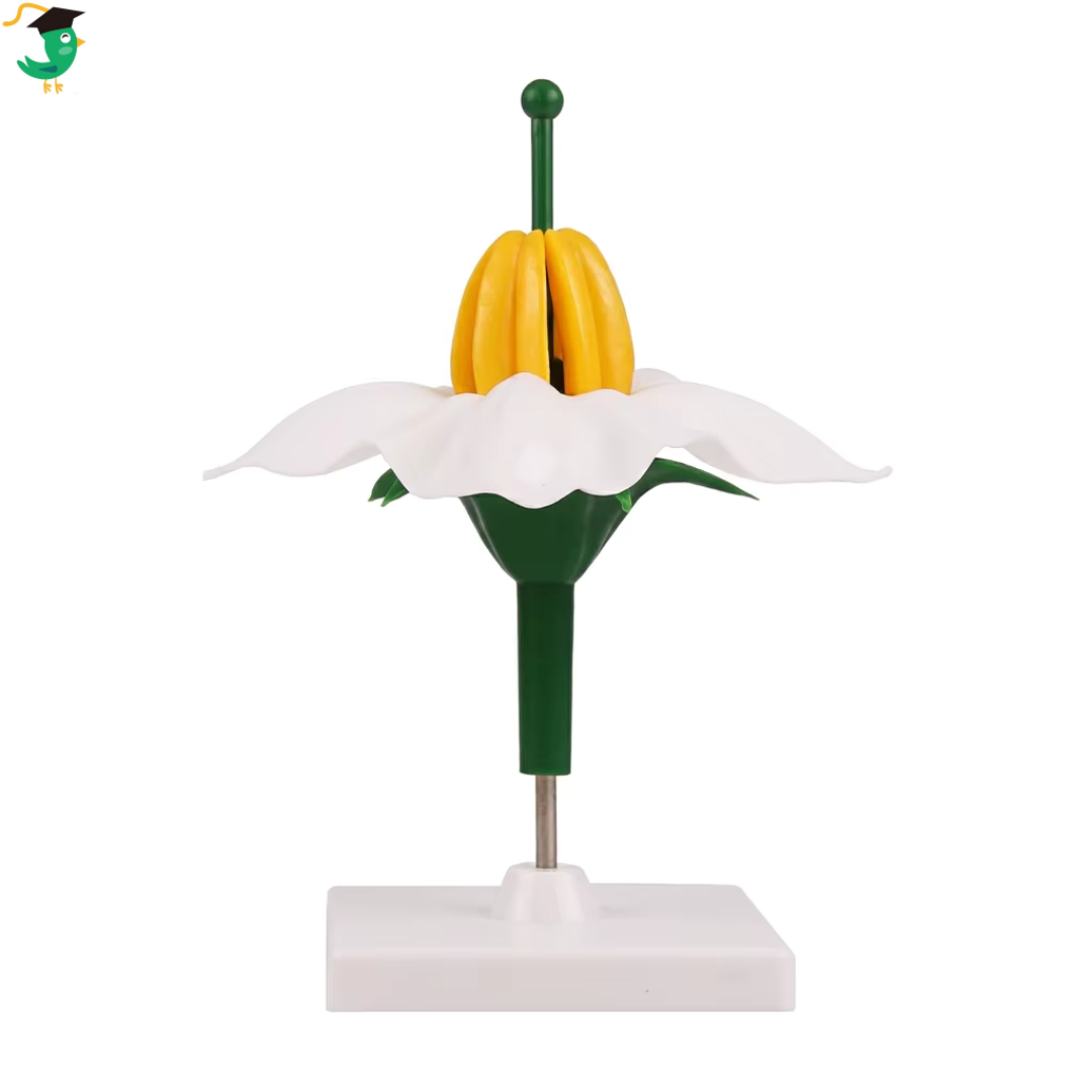 Modelo de flor de papa amarilla