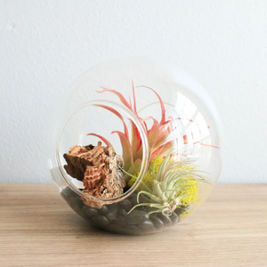 Individuelles durchsichtiges rundes Glaskugelnase-Becken Pflanzgarten <span class=keywords><strong>Terrarium</strong></span> mit zwei Seitenöffnung DIY Lüftungsplanner Weihkerzenhalter - Product Image 4