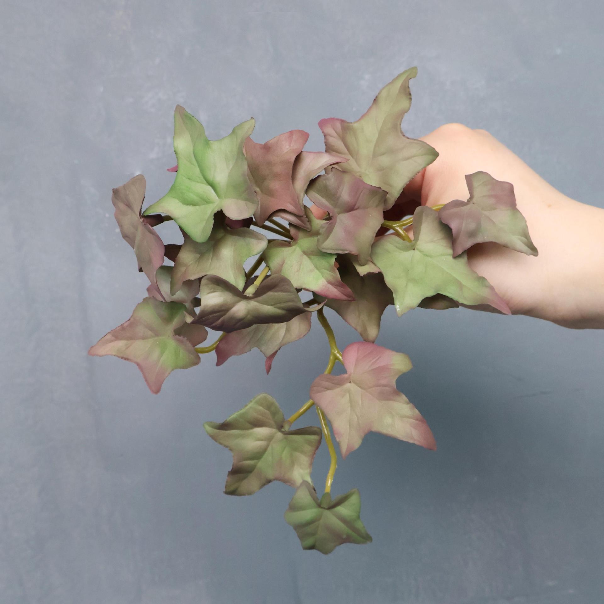 Feuilles de patate douce, petit paquet violet.