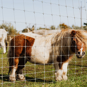 Wire Mesh <strong>Fence</strong>/cattle,Horse,Sheep,Chicken Grassland <strong>Fence</strong>/pig Farming <strong>Equipment</strong>/galvanized Cattle Field <strong>Fence</strong> Factory <strong>Sales</strong> - Product Image 1