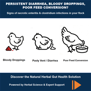 EnteroHerb, Suplemento Natural a Base de Hierbas para la Salud Intestinal de Aves de Corral |   Ayuda a Controlar la Enteritis Necrotica y la Diarrea |   Fórmula Sin Antibióticos - Product Image 2