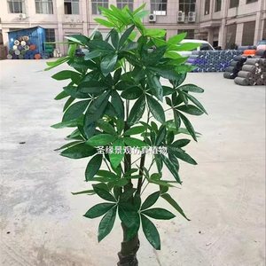 Plante artificielle Calla Lily / Plante d'<span class=keywords><strong>arum</strong></span> aquatique artificielle <span class=keywords><strong>en</strong></span> <span class=keywords><strong>pot</strong></span> Bonsaï / Plantes <span class=keywords><strong>en</strong></span> plastique pour l'intérieur et l'extérieur <span class=keywords><strong>en</strong></span> vente - Product Image 2