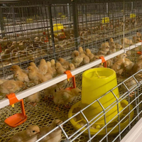 Cages pour animaux d'équipement de poulets de chair de type TBB H pour l'élevage efficace des poulets de chair