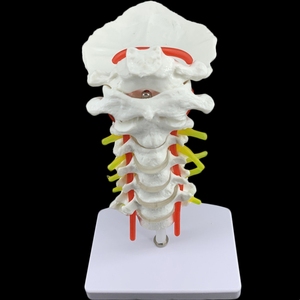 Modelo de hueso de Enseñanza Médica de columna Cervical humana con disco occipital <span class=keywords><strong>posterior</strong></span> de arteria carótida modelo de enseñanza de articulación humana - Product Image 6