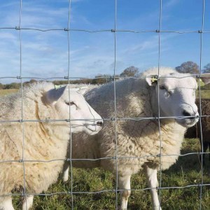 Điện thép mạ kẽm lưới hàng rào gia cầm cừu dê gia súc Hươu vuông lỗ đồng bằng dệt lưới thời tiết kháng - Product Image 6