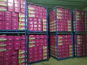 Exportador de ajo fresco / Vegetales de ajo fresco / Ajo / Ajo fresco al por mayor / Ajo fresco pelado en China - Product Image 4