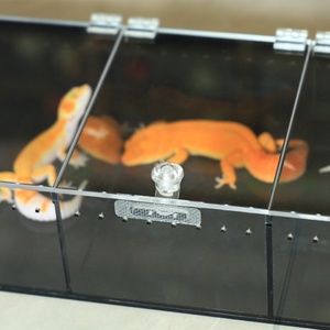 <span class=keywords><strong>Cage</strong></span> pour animaux de compagnie en acrylique transparent durable, personnalisable, résistante aux UV, respirante, de luxe, pour toutes les saisons, pour les serpents, les expositions - Product Image 6