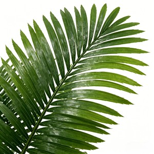 ใบปาล์มประดิษฐ์ - Product Image 6