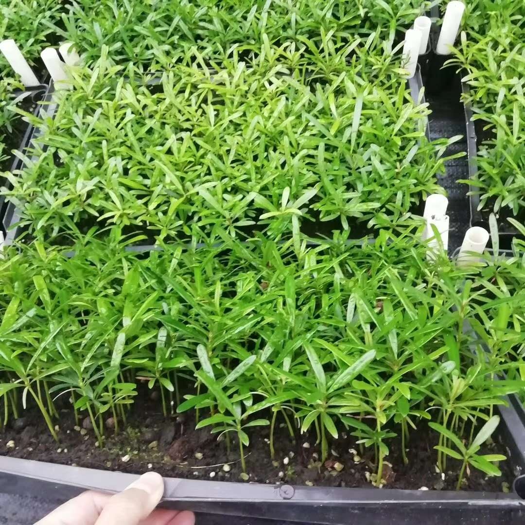 Саженцы растений Luo Hansong