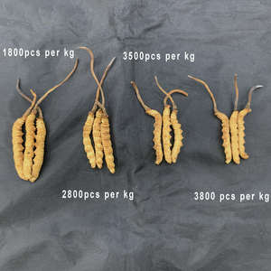 Cultivação artificial de alto custo, 3800 peças por kg, cultivo de tamanho m de <span class=keywords><strong>cordyceps</strong></span> <span class=keywords><strong>sinensis</strong></span> - Product Image 3