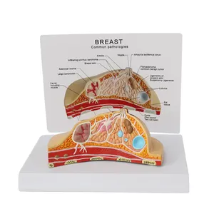 Модель анатомической анатомии груди, модель для тренировок по уходу за грудью, анатомическая модель