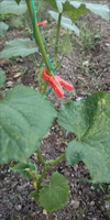 Attaches de greffage en plastique pour melons, attaches en plastique pour vignes, attaches pour plantes, fleurs et légumes, outils de fixation pour arbustes à fleurs