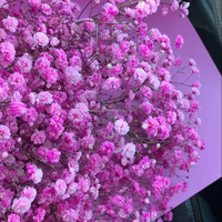 Bouquets de fleurs séchées à l'haleine de bébé conservés à la mode fleurs moelleuses idéales pour les bouquets de mariage voiles de mariée et Boho Home Decor