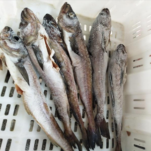 Fruits de mer Nourriture Délicieux Sain Half Dried <span class=keywords><strong>Alaska</strong></span> Pollack - Product Image 4
