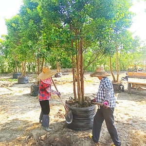 HOKBG vente en gros <span class=keywords><strong>pas</strong></span> <span class=keywords><strong>cher</strong></span> prix sac de culture pour <span class=keywords><strong>jardinière</strong></span> robuste Sacs de jardinage tissés avec poignées-Grobag, growbag - Product Image 5